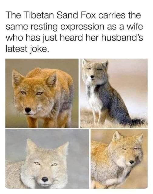 This fox has the same deadpan look as when my dad tells a dad joke