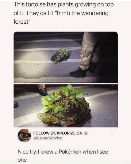 When they try to pass off a tortoise as legit nature but it's clearly a Pokémon.