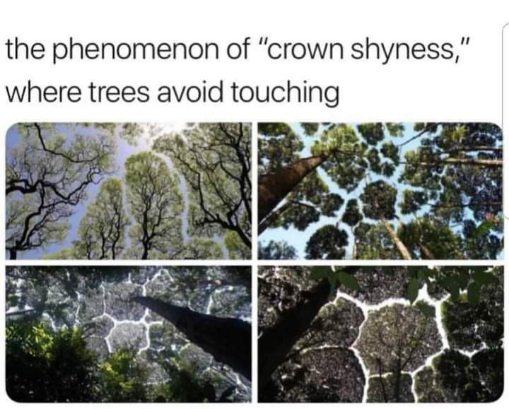 So trees have social distancing built in wtf
