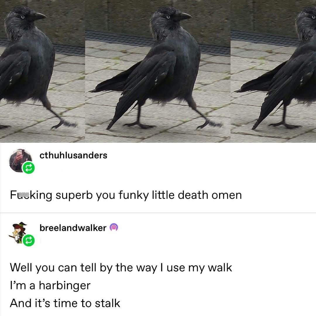 This bird is giving off some serious vibes, like it's about to drop the hottest album of the year