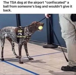 This TSA dog decided they were keeping the ball, lol.