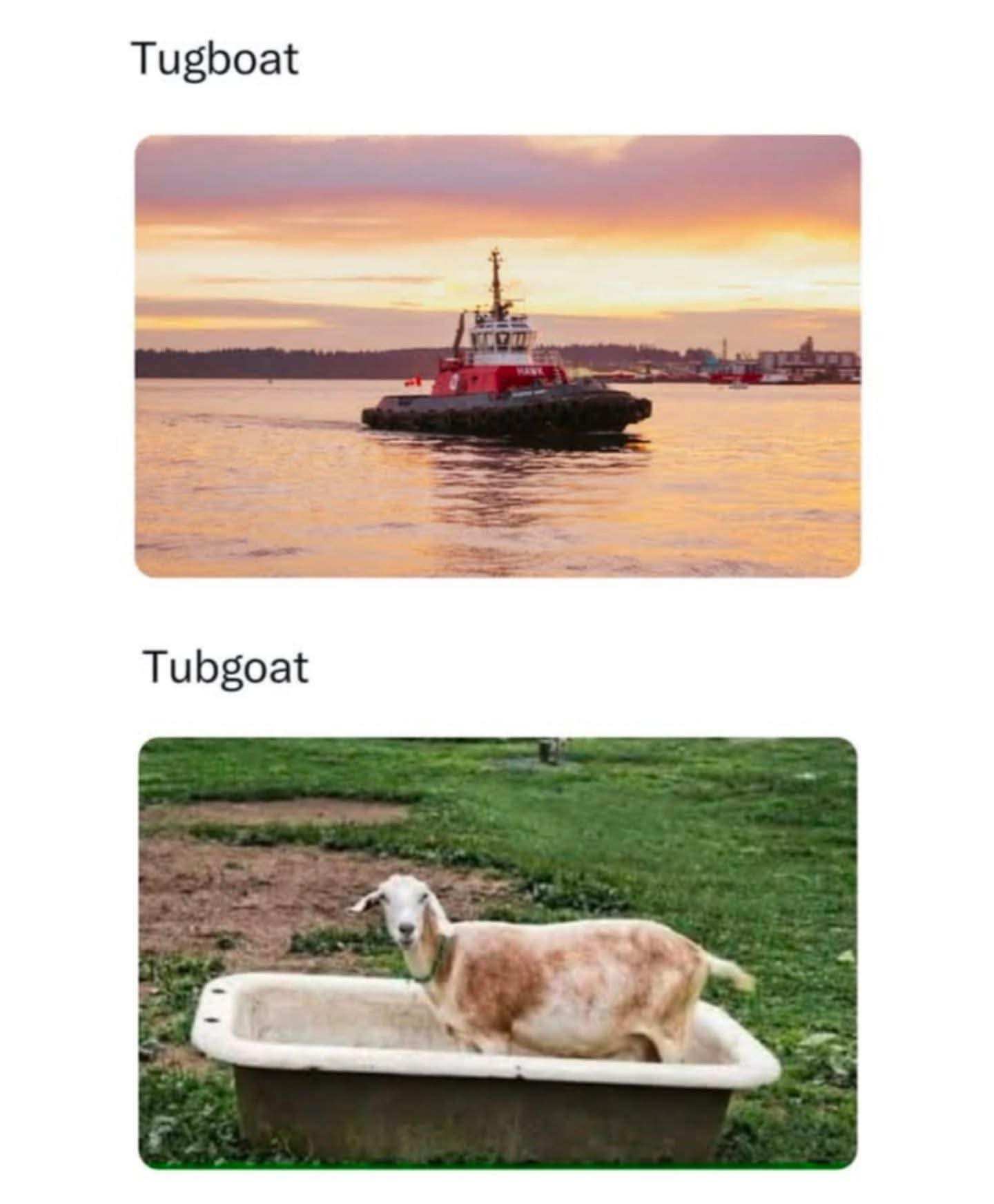 Just saw this and lost it lol. It's a tugboat vs. a tubgoat.