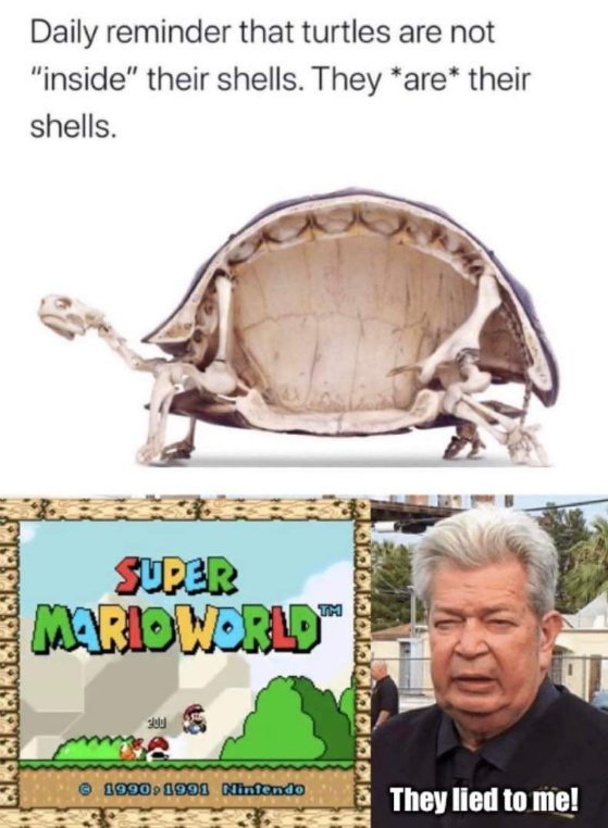 When you learn turtles are basically houses and not apartments, thanks Super Mario World