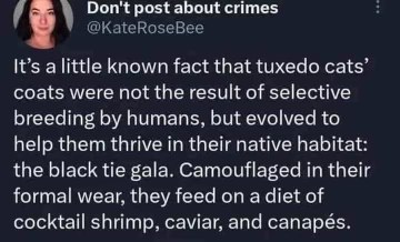 Apparently tuxedo cats evolved to blend in at black tie galas and survive on shrimp and caviar. Who knew?