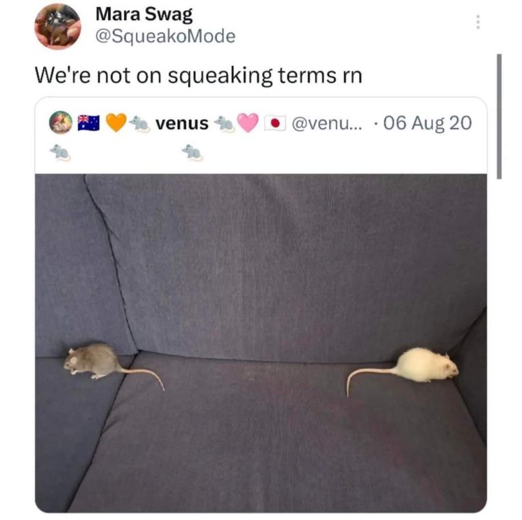Lol the rats are giving each other the cold shoulder