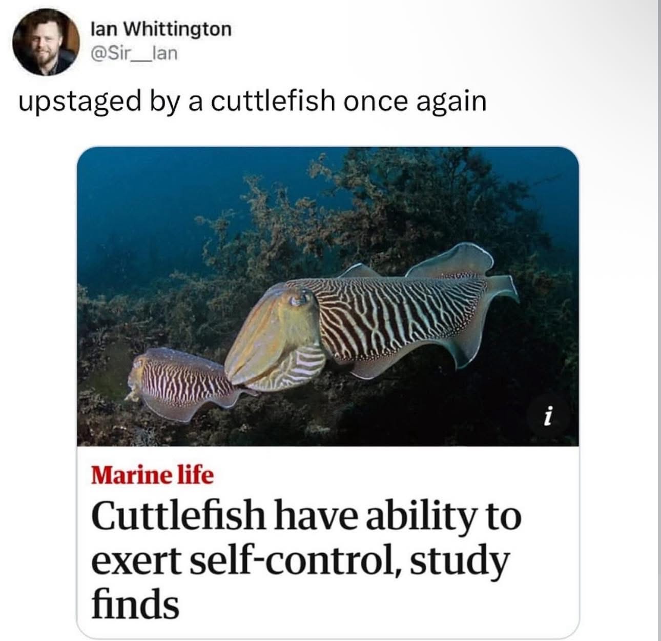 Apparently I'm not the only one who can resist temptation, thanks a lot cuttlefish