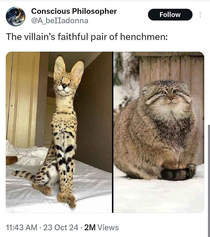 The super skinny, kinda smug one and the fluffy, unimpressed one.