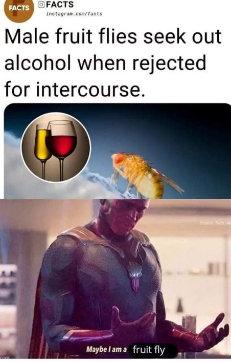 Me after getting rejected: maybe I am a fruit fly