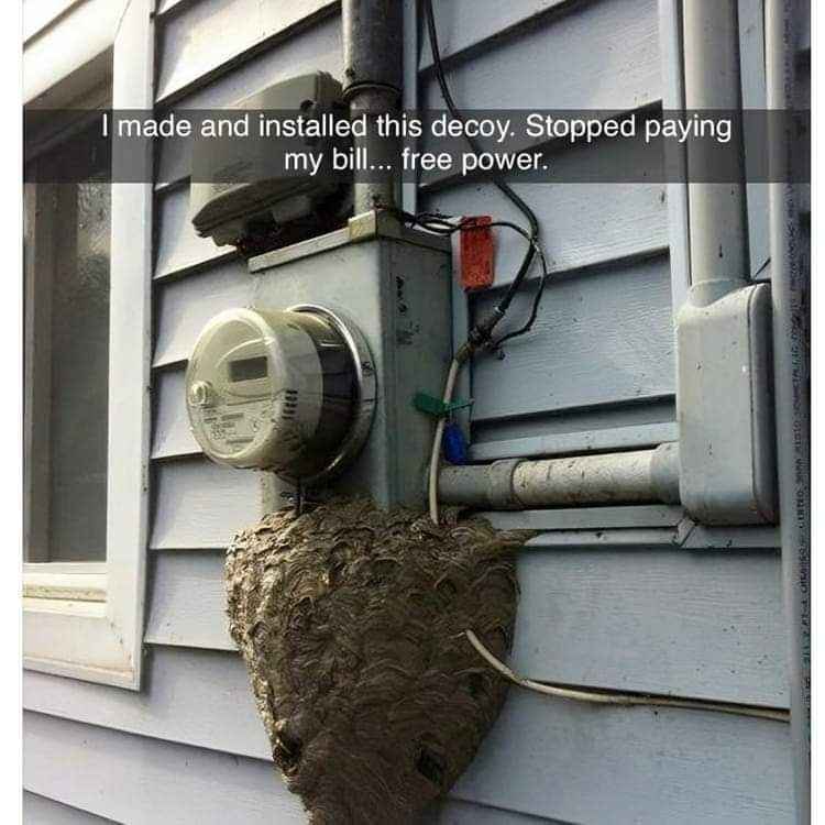 This guy made a decoy wasps' nest to trick the electric company, genius!