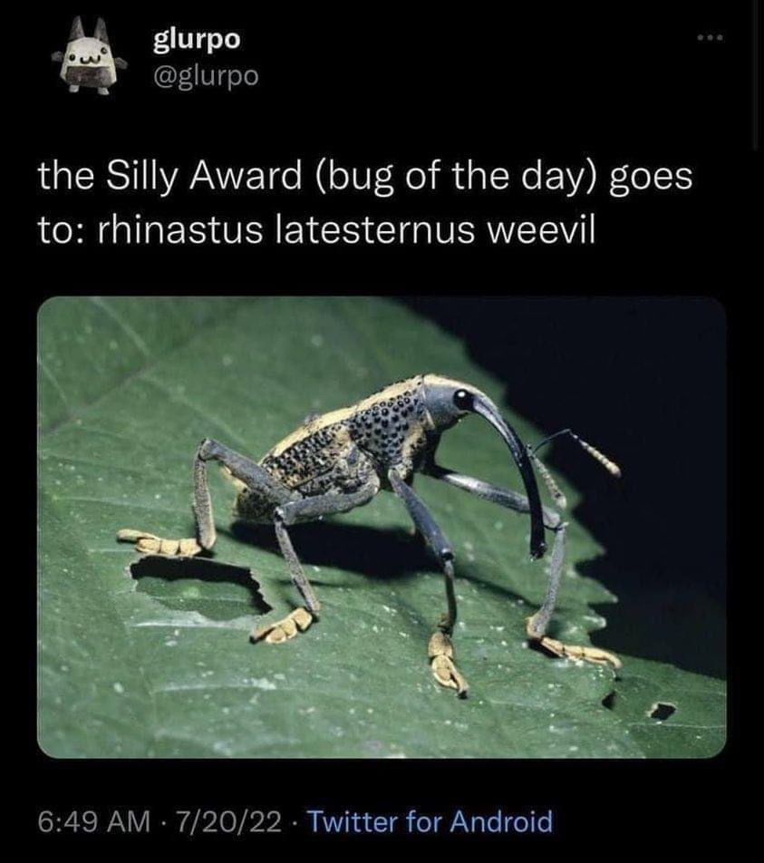 This weevil absolutely deserves the award for 'bug of the day' lol