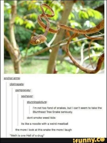 This snake looks so weird it's like a noodle with a meatball head lol
