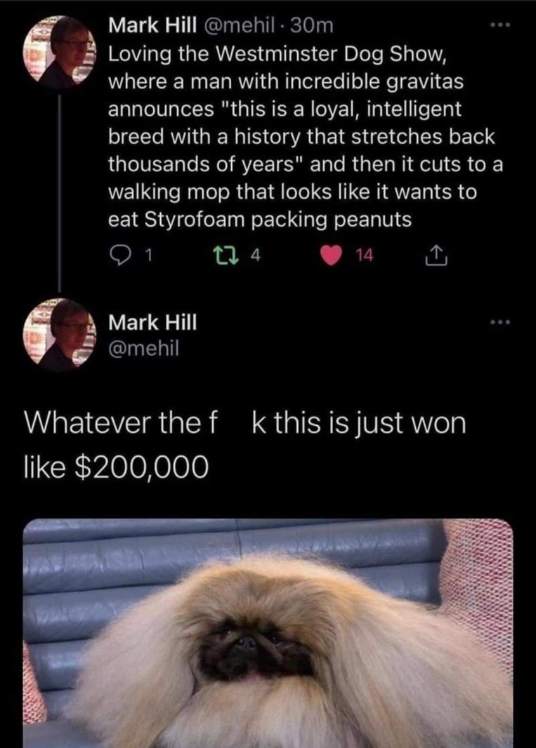 When the dog show judges say a breed has a 'history that stretches back thousands of years' but it looks like a dust mop that wants to eat packing peanuts