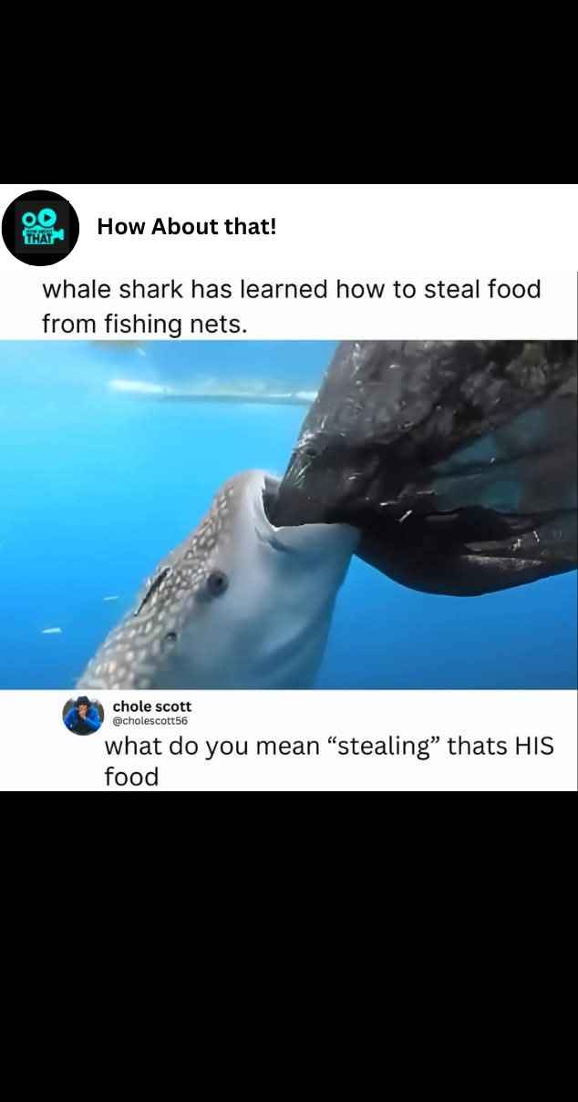 Whale shark is out here claiming what's rightfully his fishing net bounty