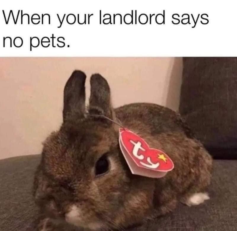 My landlord said no pets, so I guess this is just a stuffed animal?