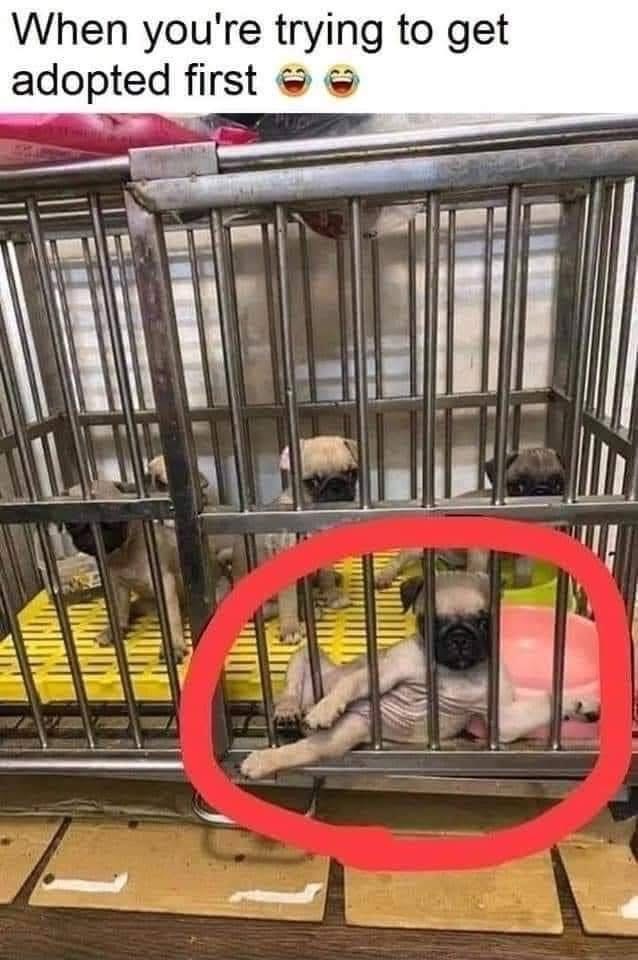Me trying to be the first one picked when my parents say they're getting a dog