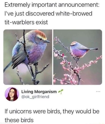 Okay but this person found birds that look like tiny, fluffy, magical unicorns. I'm obsessed.