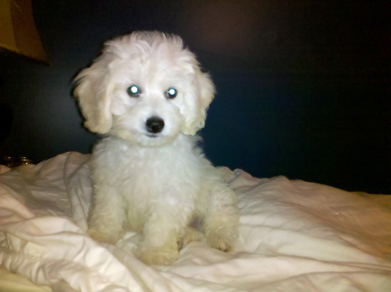 When you accidentally lock eyes with the dog at 3 AM