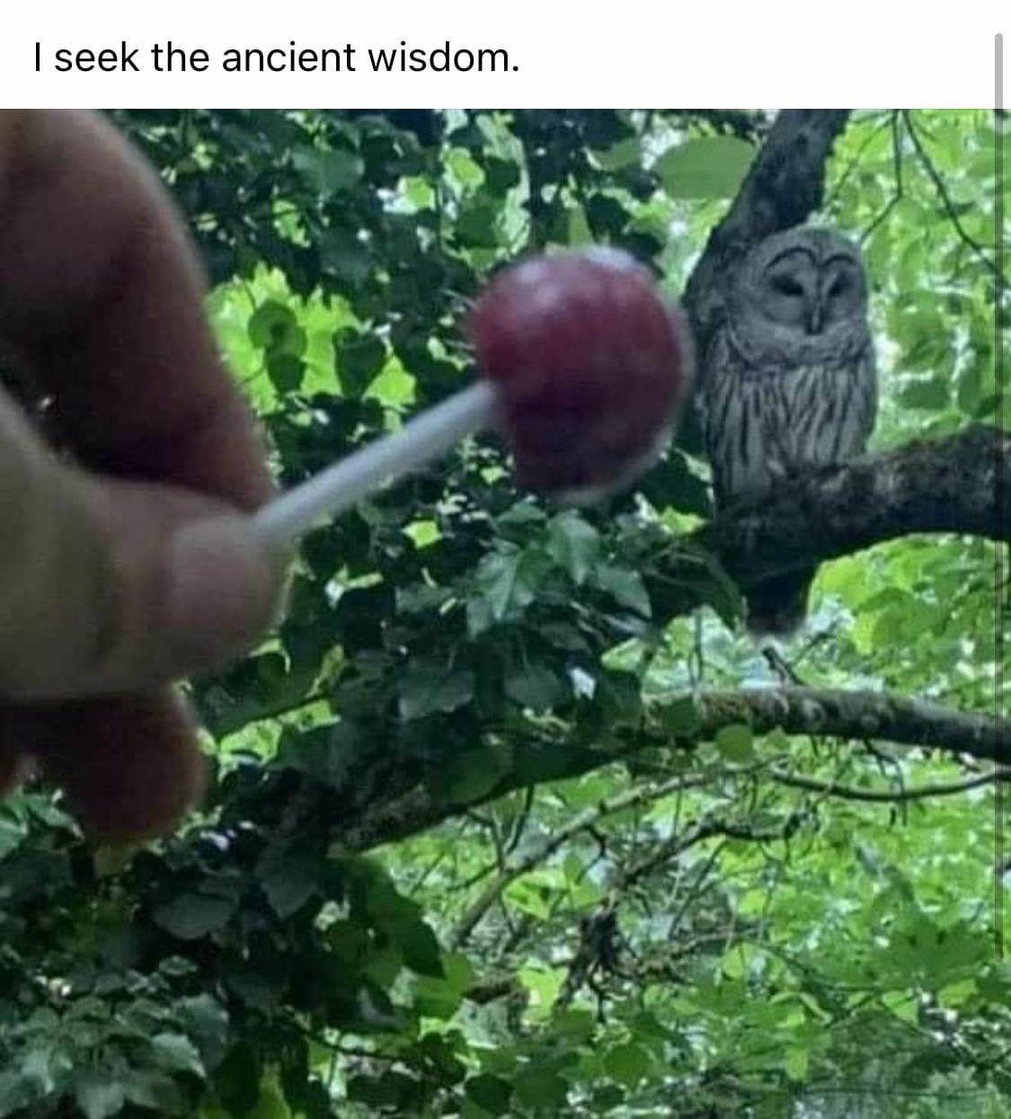 When you go to the wise old owl for advice and all he wants is a lollipop
