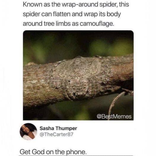 So this spider is basically a literal cloaking device, no wonder Sasha wants to call God.