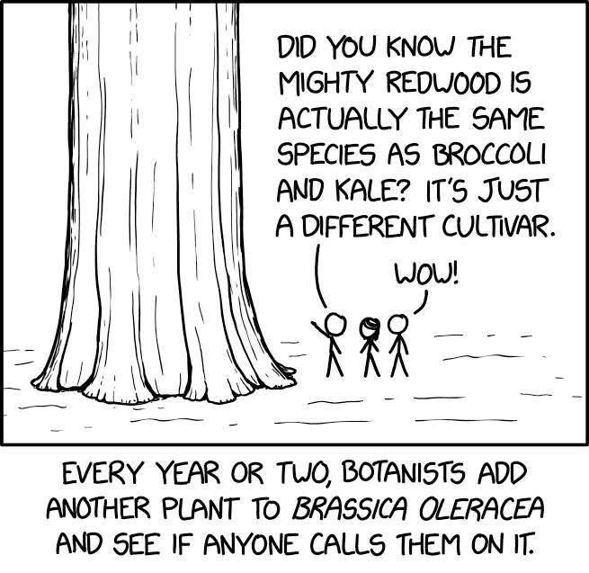 So apparently redwoods are the same species as broccoli and kale, and scientists just see if they can get away with adding new stuff to the list.