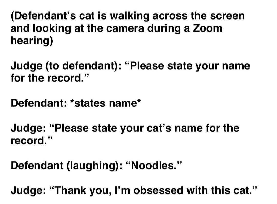 When your cat decides to be the star witness in your Zoom hearing.