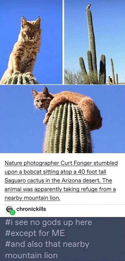 animals