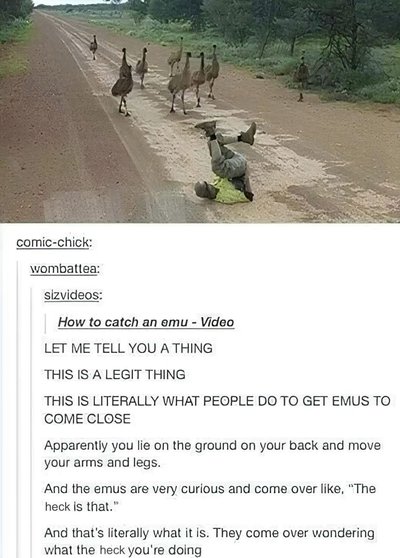 This is how you catch an emu I guess??? Wild.