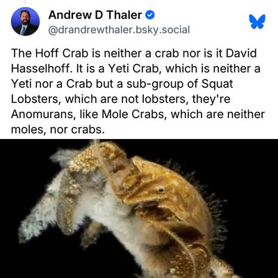 So apparently the Hoff Crab isn't a crab or Hasselhoff, it's a Yeti Crab which isn't a crab or yeti, but a squat lobster that isn't a lobster, but an Anomuran, like mole crabs, which aren't moles or crabs. My brain hurts.