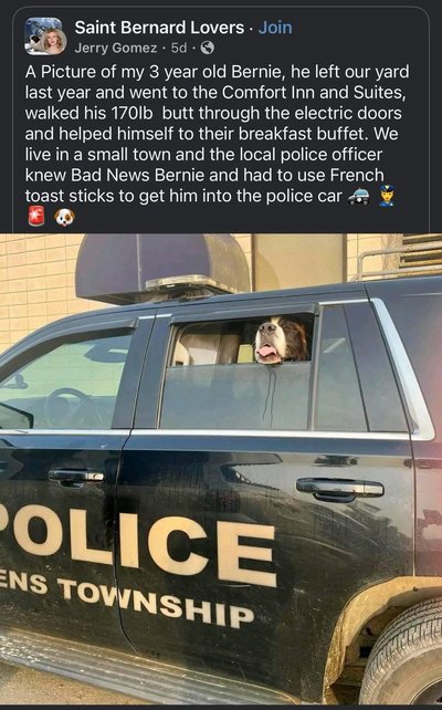 dogs