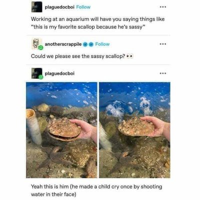 This scallop is my favorite …