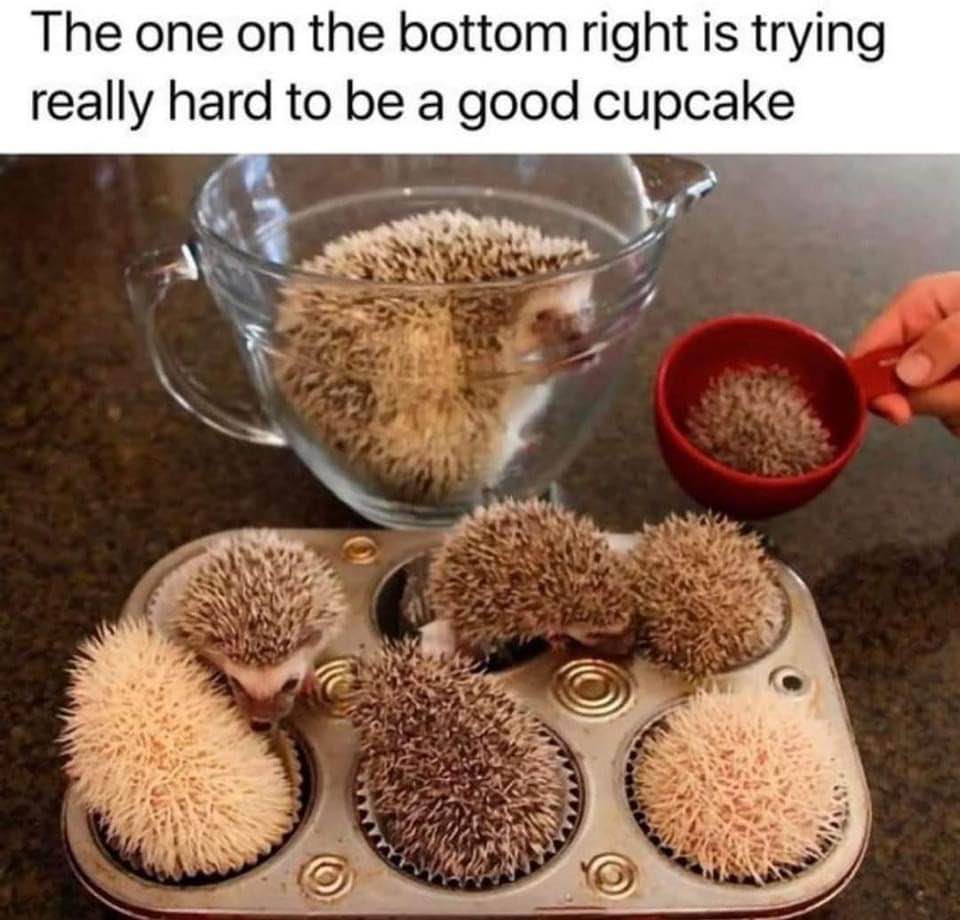 These hedgehogs are trying their best to be cupcakes and honestly, the one on the bottom right is really committed.