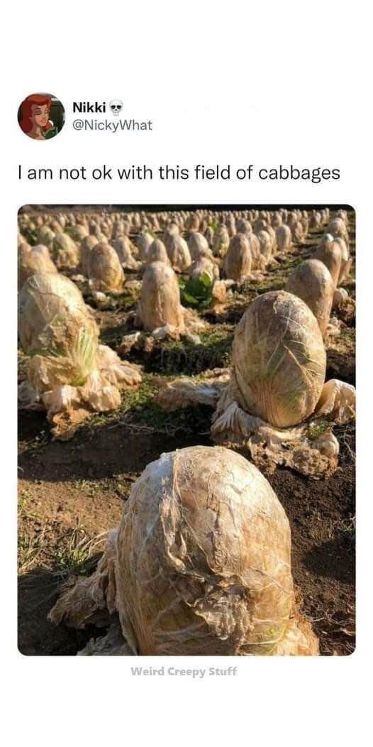 Me entering a field and realizing every single cabbage is staring at me