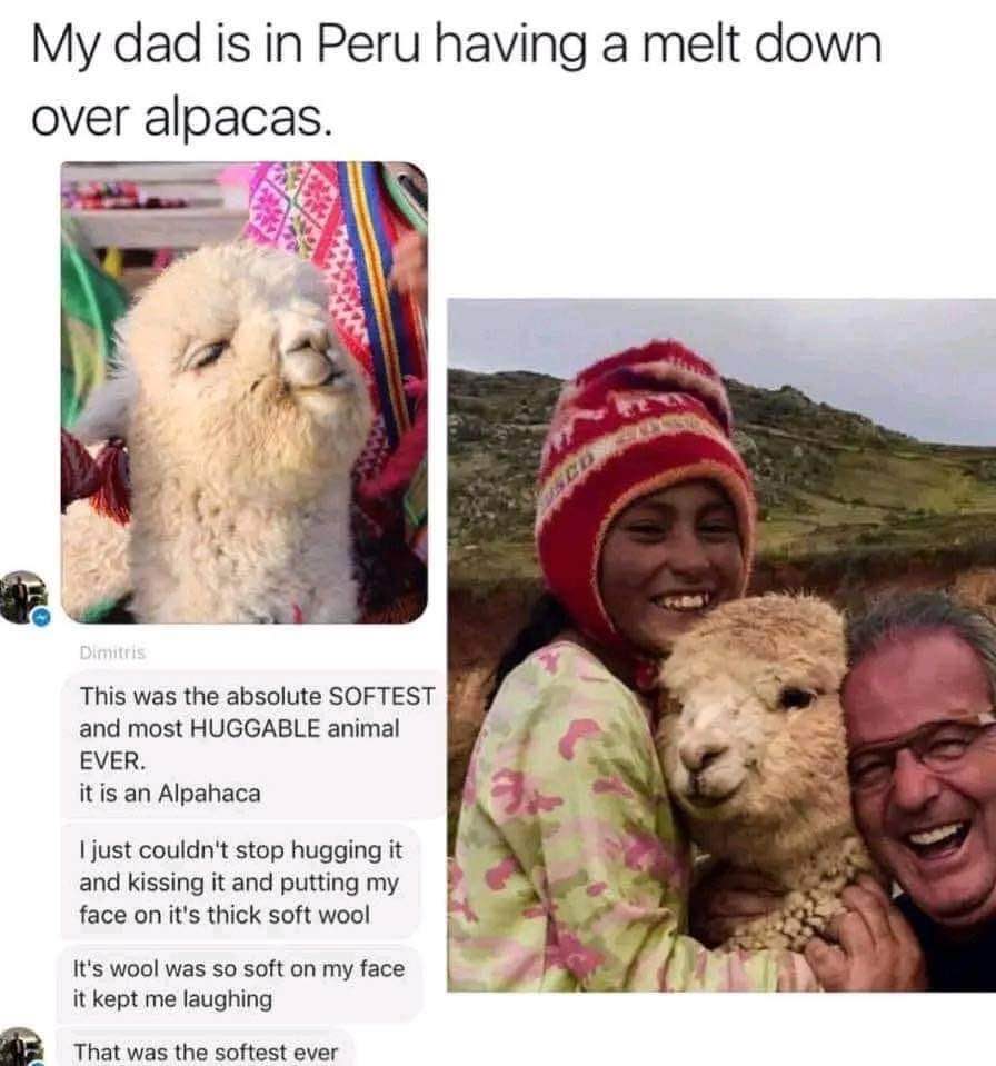 My dad is way too excited about alpacas in Peru, he's basically losing it over how soft they are