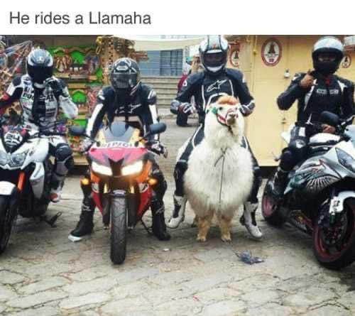 Me and the boys on our way to steal your girl. Also, we brought a llama.