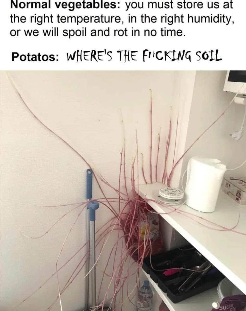 Potatoes just want soil, they don't care about your fancy storage rules