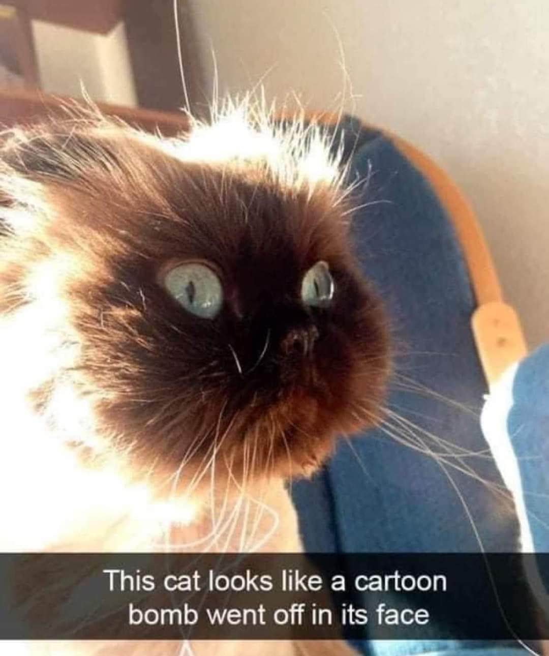 This cat's fur is doing the most rn like it just survived a cartoon explosion