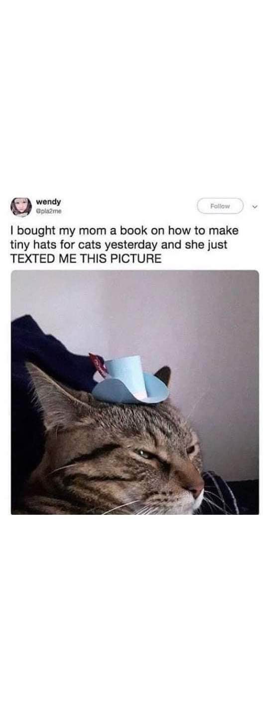 My mom made a tiny hat for my cat after I got her a book on how to make them. The cat's face tho.