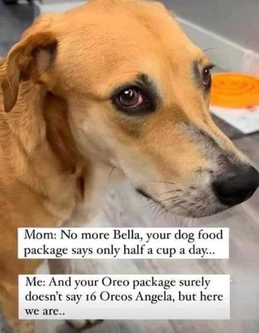This dog is calling out its owner's hypocrisy about midnight snacks.