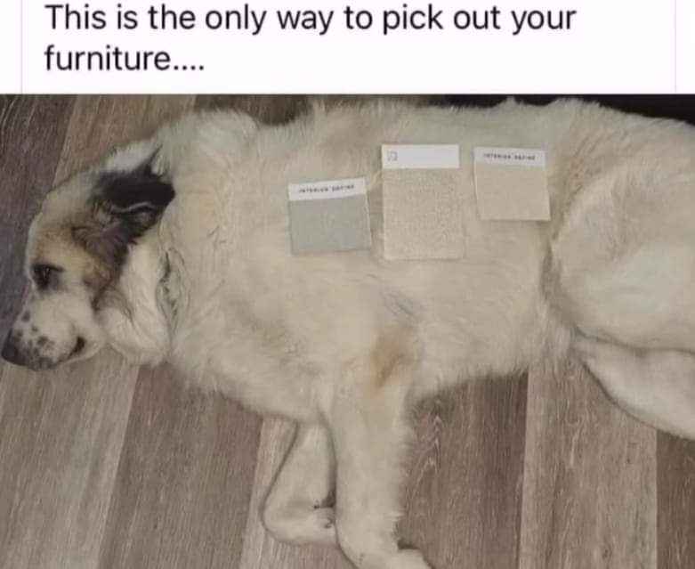 When you're deciding on paint colors and your dog is the perfect swatch model