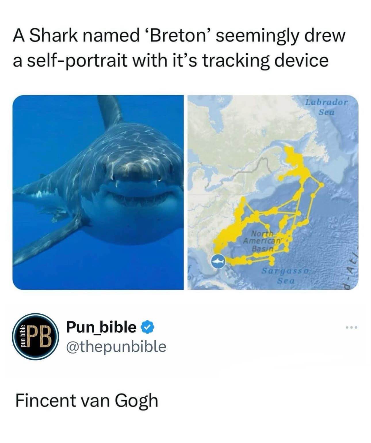 OMG this shark literally drew a Picasso with its tracking path