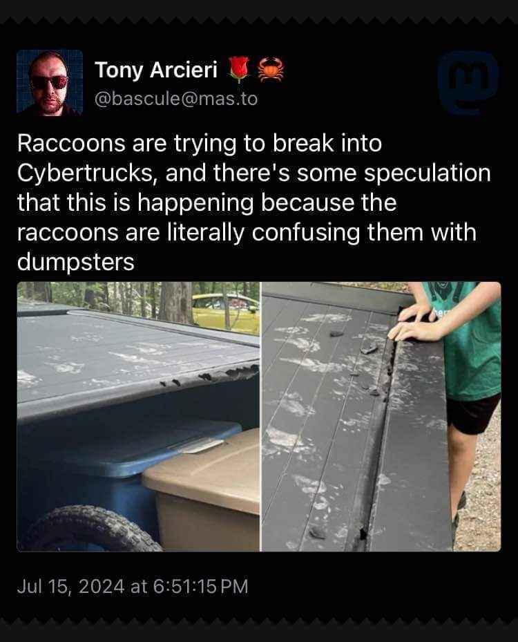 Raccoons think the Cybertruck is a dumpster? This is almost as funny as my life choices.