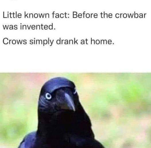 LOL I get it now. Crows drank at home before crowbars existed.