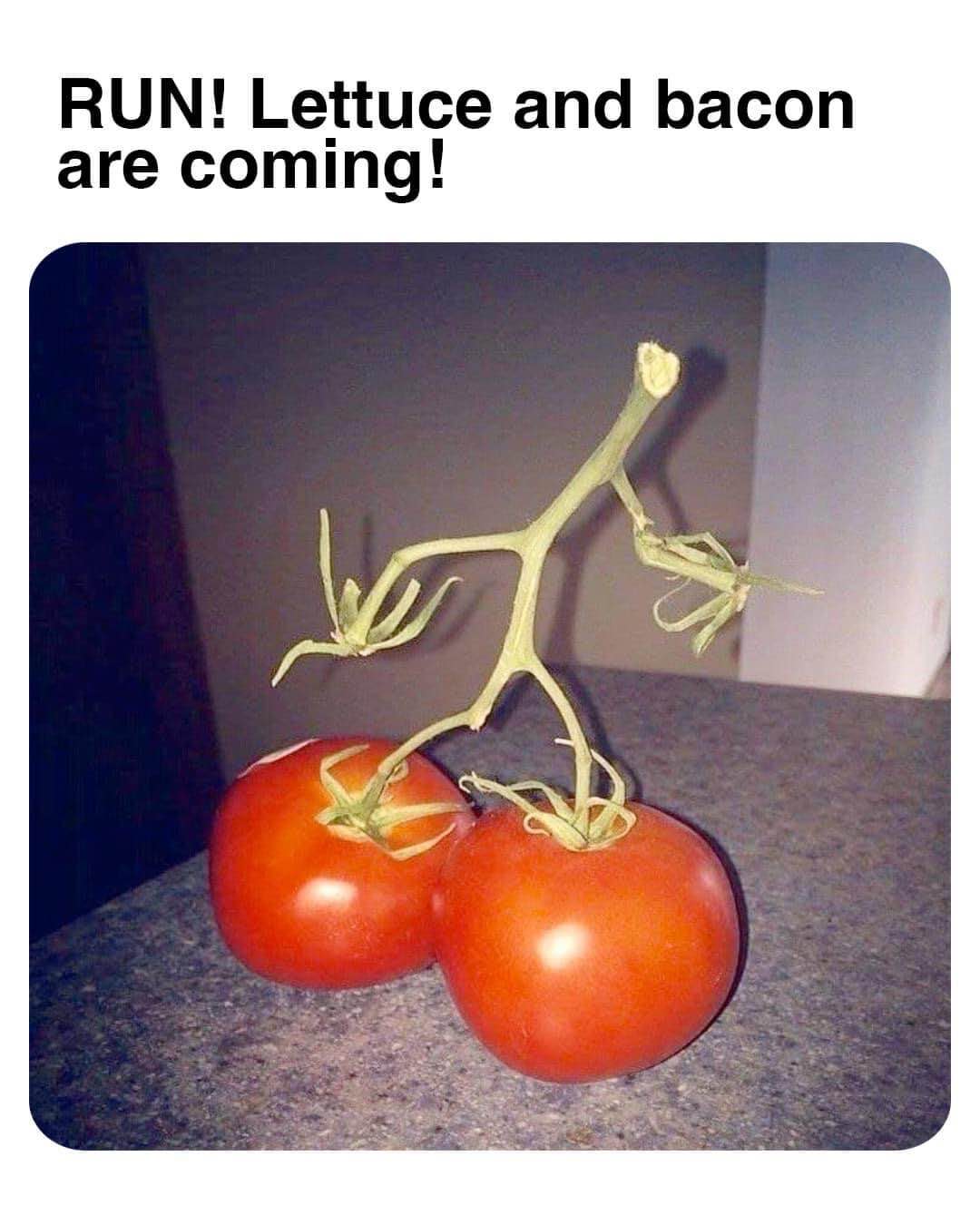 The tomatoes are about to be in a BLT and they know it