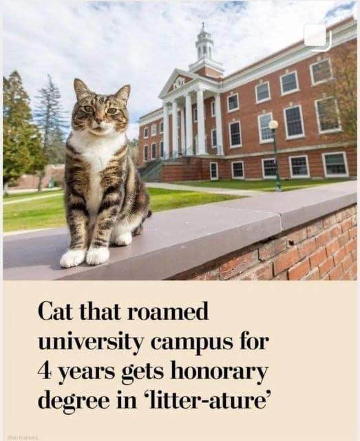 This cat is now officially smarter than me and probably most of my classmates. Litter-ature degree, I'm jealous.