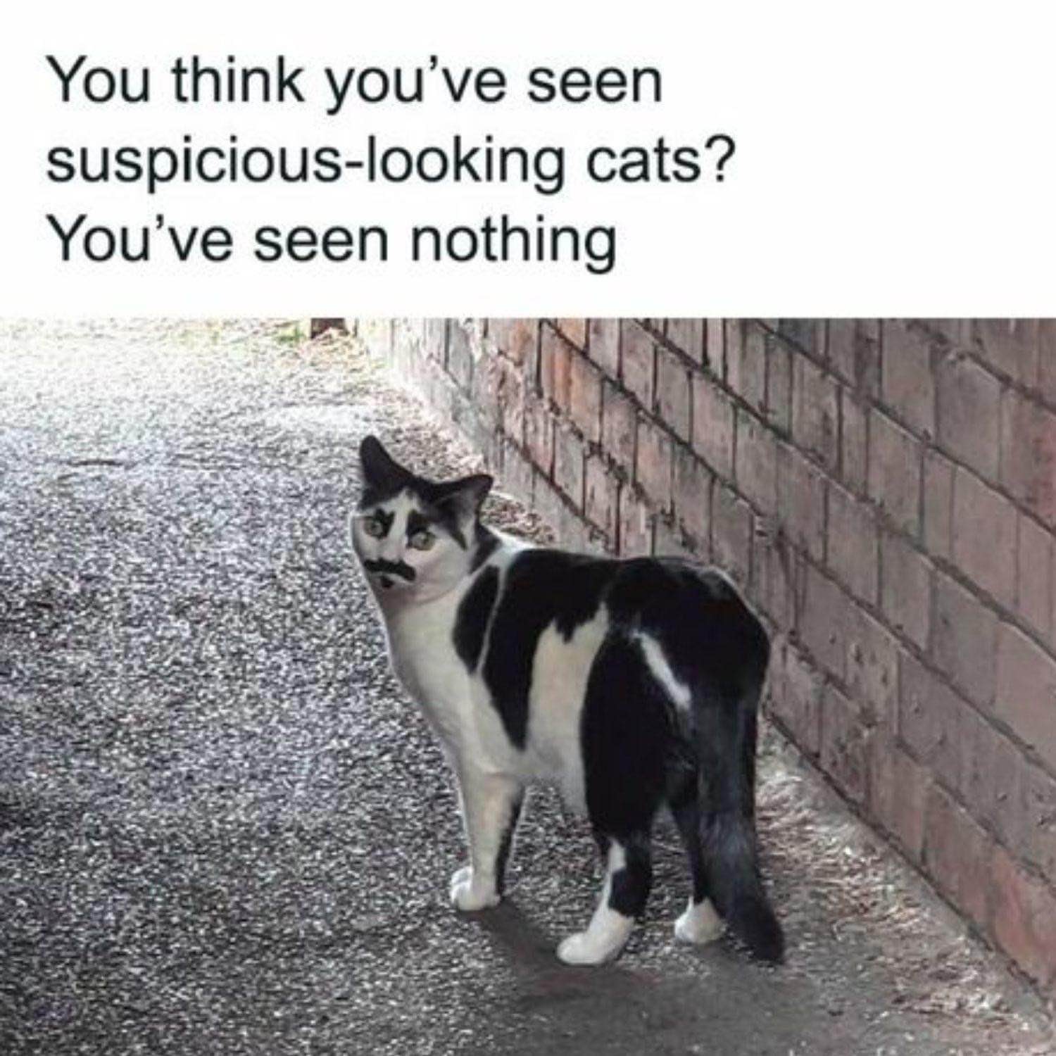 This cat looks like he's about to steal your wallet and then judge you for it