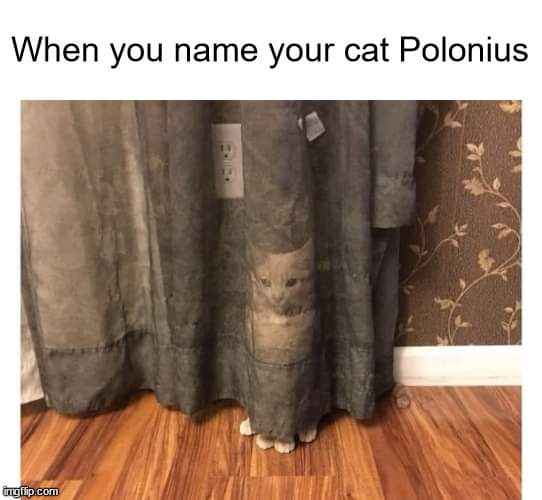 when you name your cat Polonius and it actually hides and listens