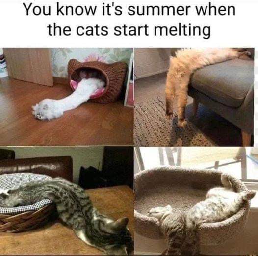When the summer heat makes your cat turn into liquid