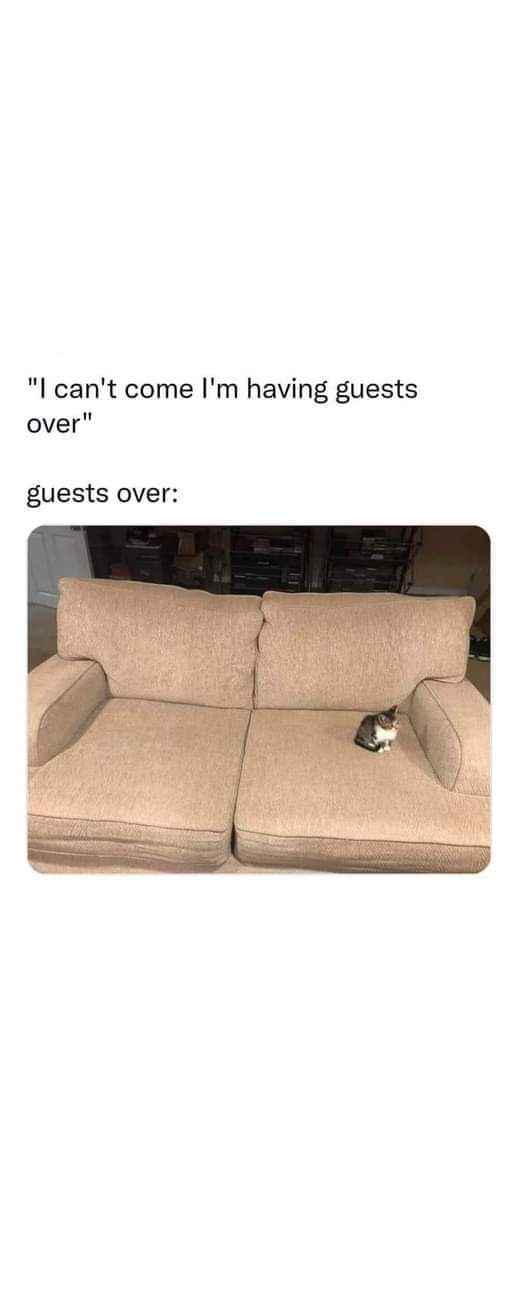Thought I was gonna have a good time because I said I had guests over, but it's just this one tiny cat on the couch.