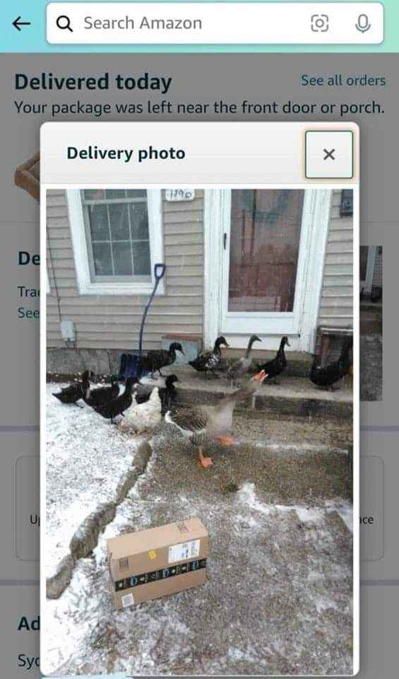 My Amazon package was delivered but I think the geese are holding it hostage