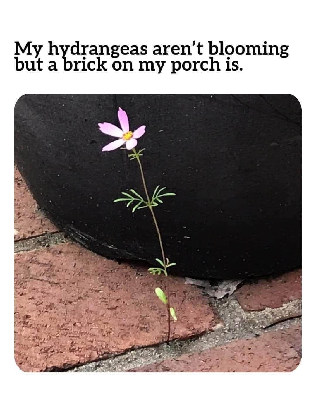My hydrangeas failed me but this little guy is really blooming on my porch lol